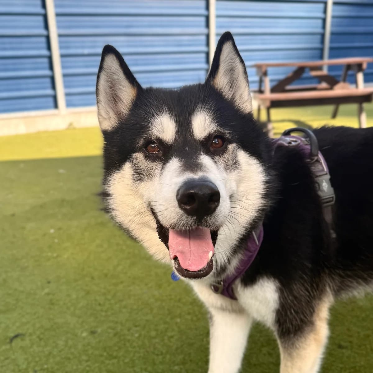 Knox, male young Husky for adoption at Battersea Dogs & Cats Home, London