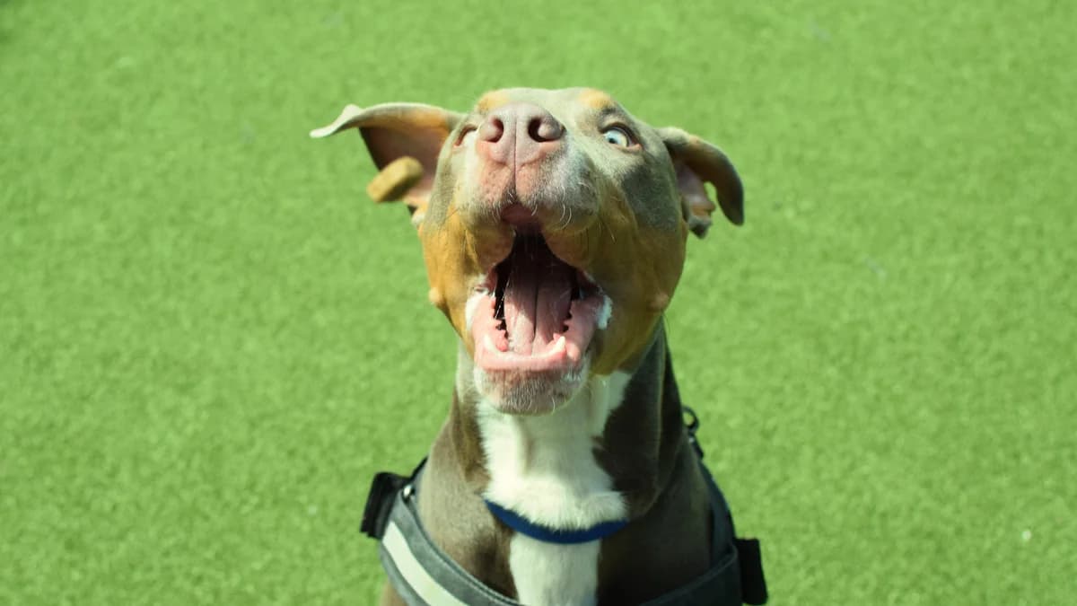 Knox, English Bulldog (Battersea Dogs & Cats Home)