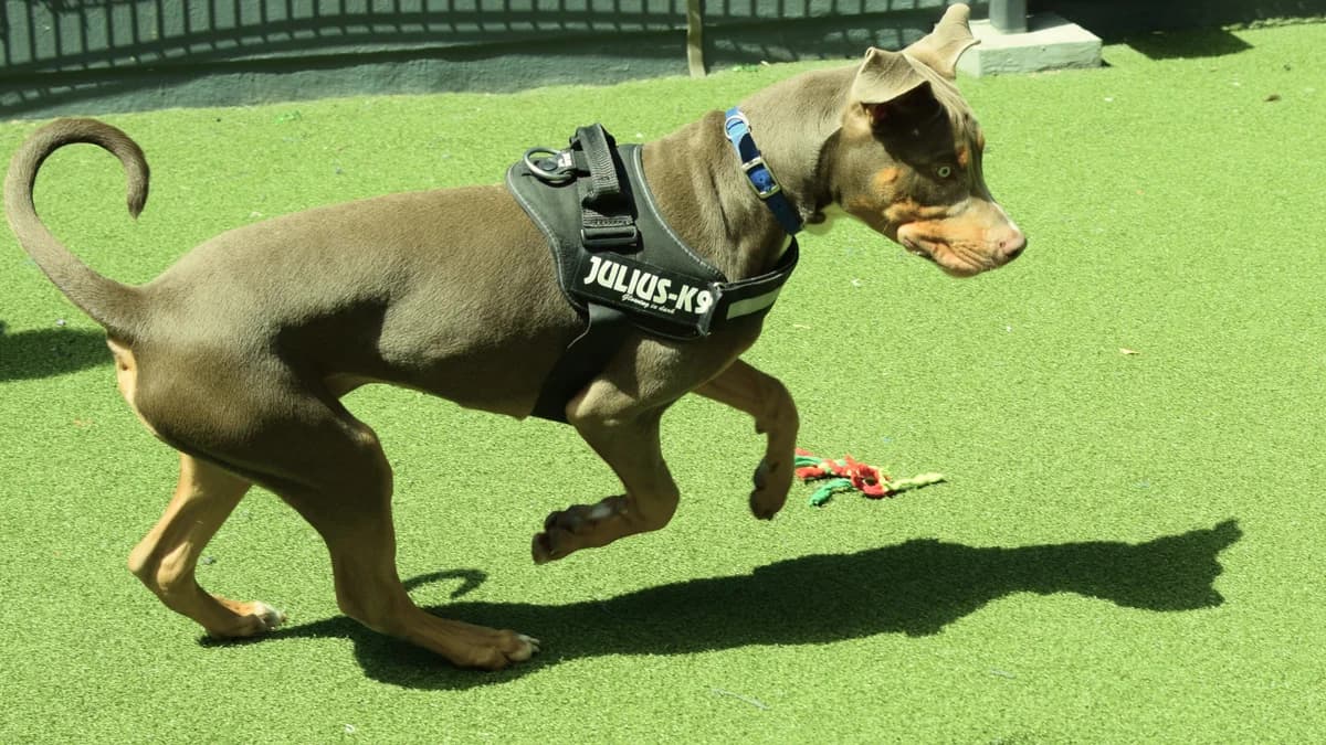 Knox, male puppy English Bulldog for adoption at Battersea Dogs & Cats Home, London