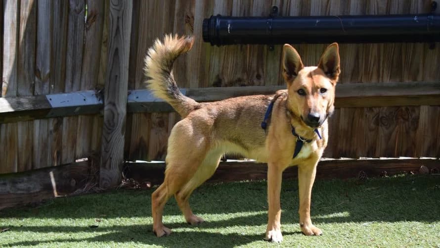 Koda, male young German Shepherd for adoption at Battersea Dogs & Cats Home, London