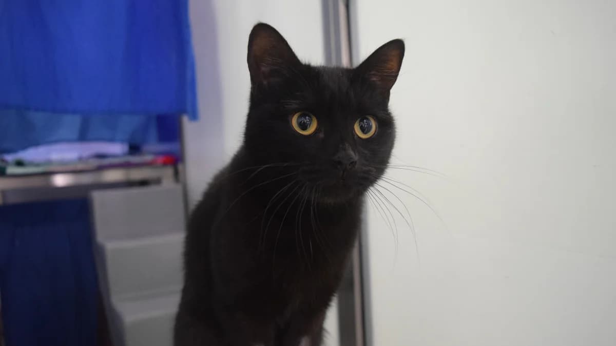 Kya, female young mixed breed for adoption at Battersea Dogs & Cats Home, London