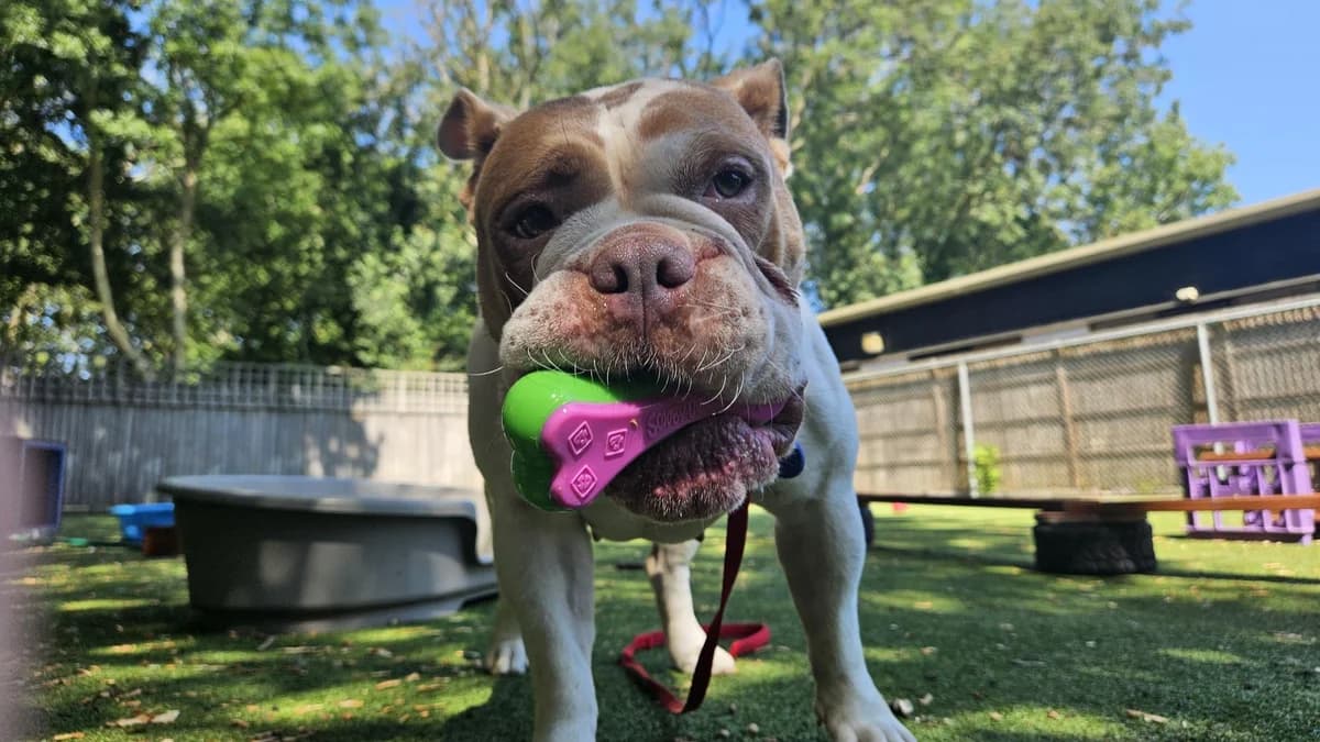 Lady, female English Bulldog for adoption at Battersea Dogs & Cats Home, London
