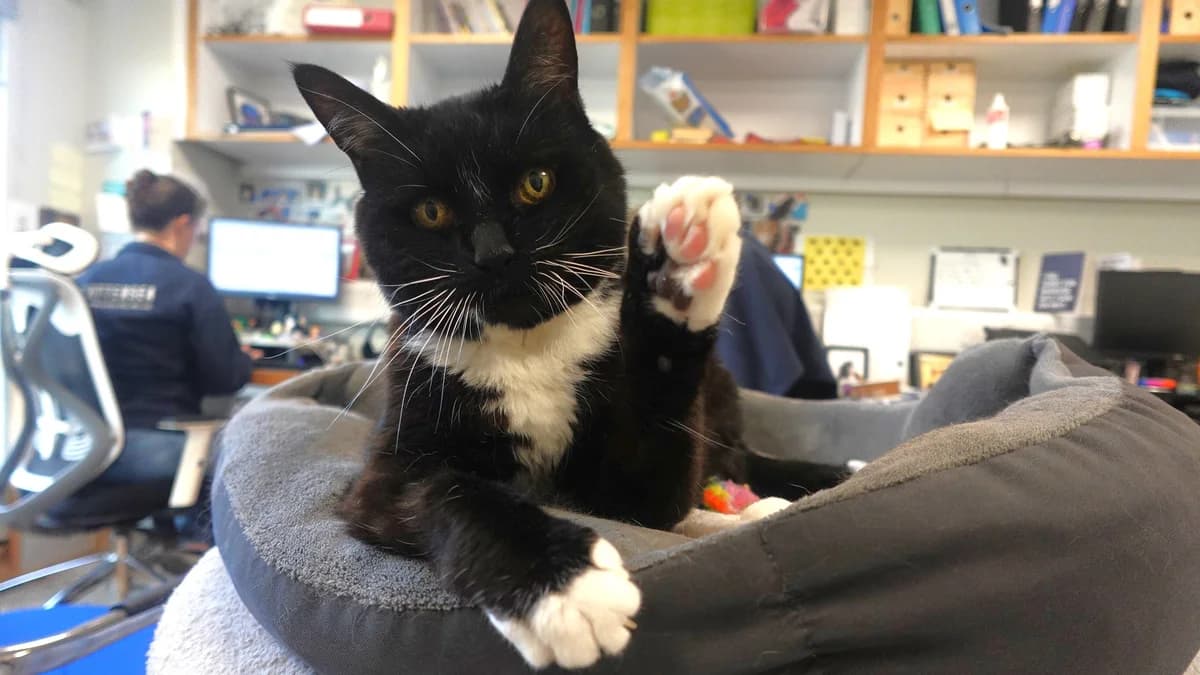 Lady Ethel,  (Battersea Dogs & Cats Home)