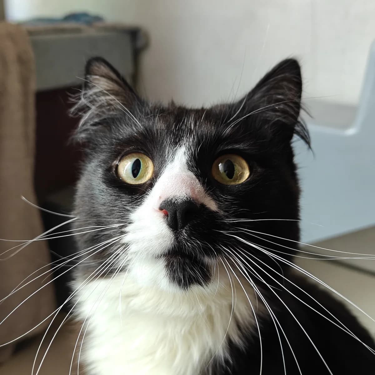 Laser, male young mixed breed for adoption at Battersea Dogs & Cats Home, London