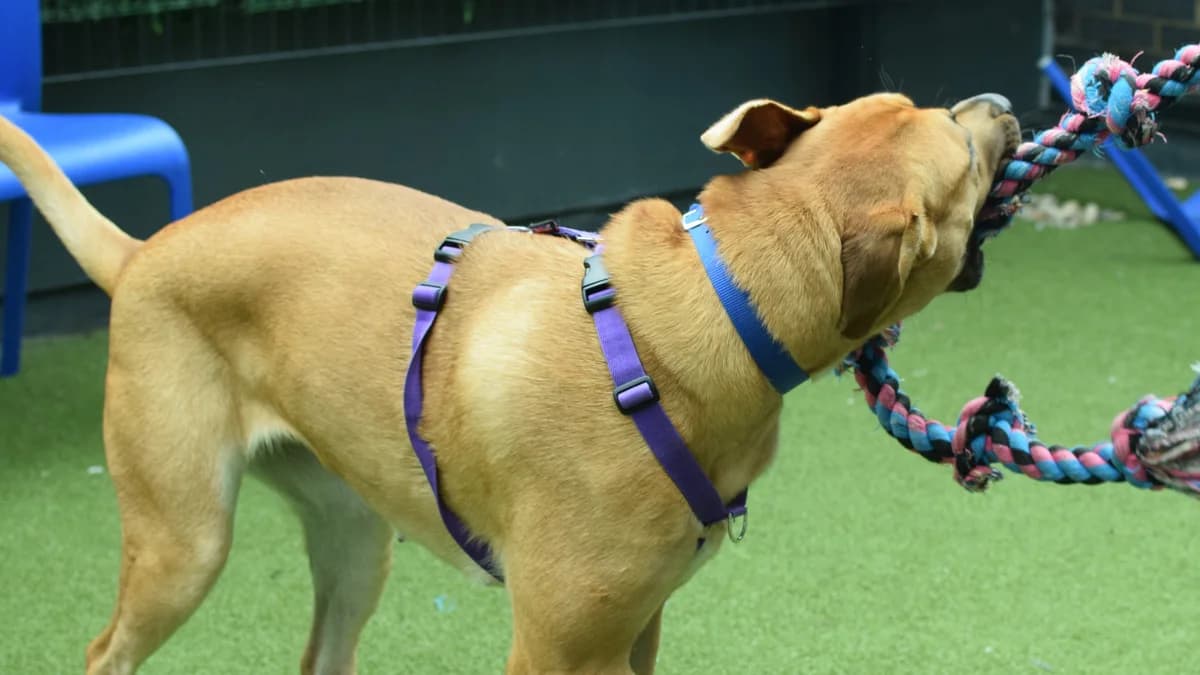 Leia,  (Battersea Dogs & Cats Home)