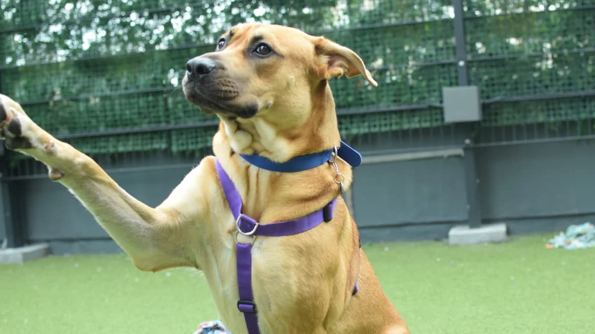Leia, female puppy mixed breed for adoption at Battersea Dogs & Cats Home, London