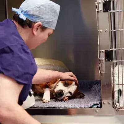 Leicester, male young mixed breed for adoption at Battersea Dogs & Cats Home, London