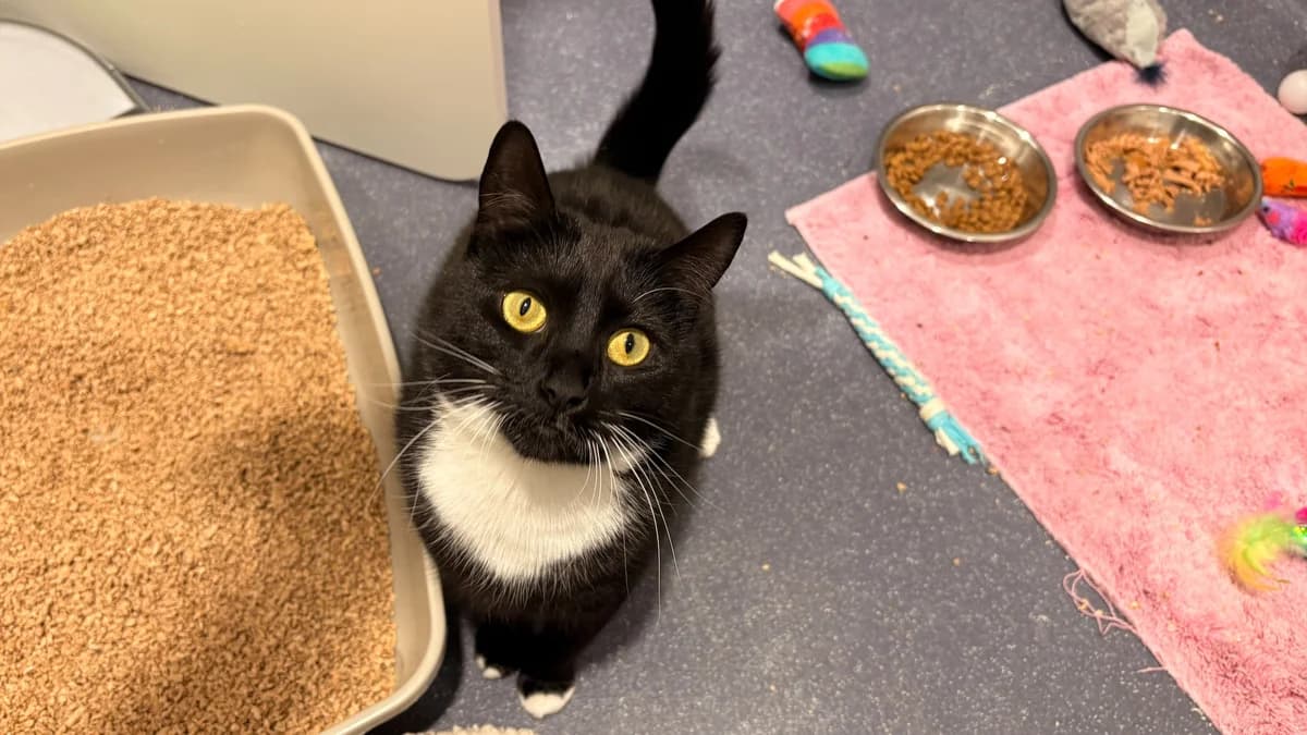 Lemon Drizzle, female young mixed breed for adoption at Battersea Dogs & Cats Home, London