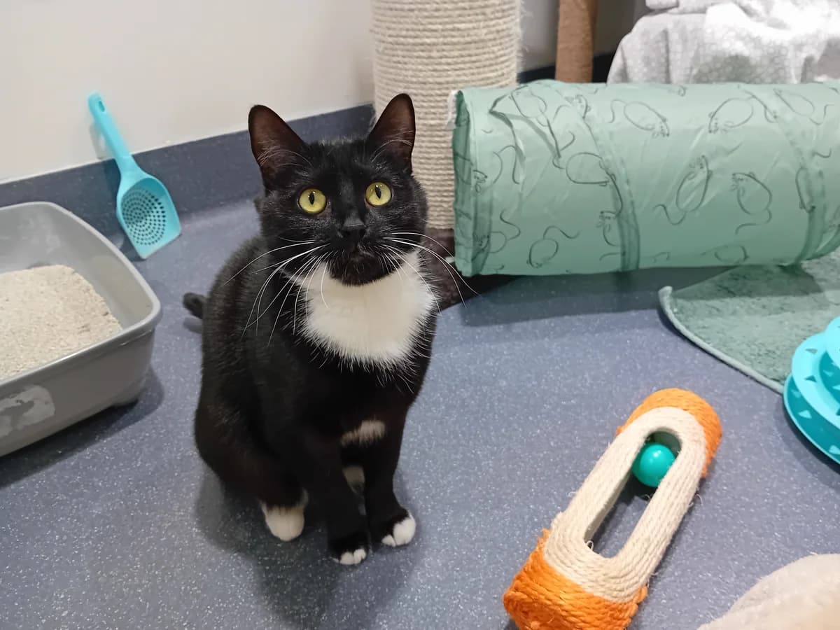 Lemon Drizzle, female mixed breed for adoption at Battersea Dogs & Cats Home, London photo 2