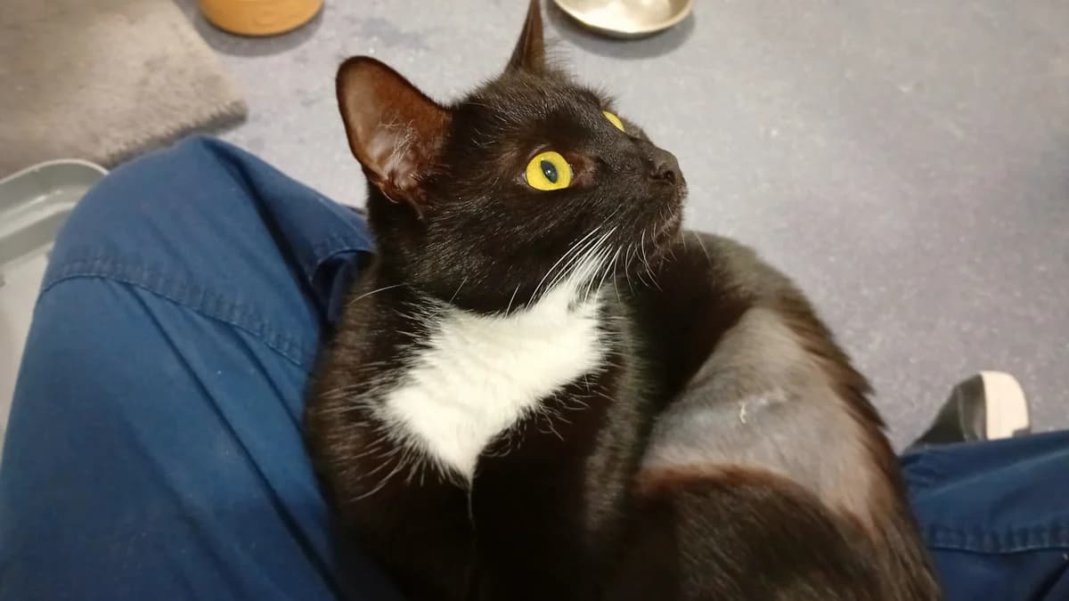 Lemon Drizzle, female mixed breed for adoption at Battersea Dogs & Cats Home, London photo 3