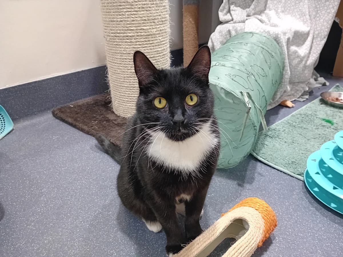 Lemon Drizzle, female mixed breed for adoption at Battersea Dogs & Cats Home, London photo 4