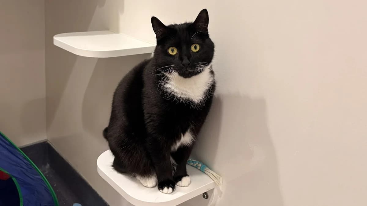 Lemon Drizzle, female mixed breed for adoption at Battersea Dogs & Cats Home, London photo 5