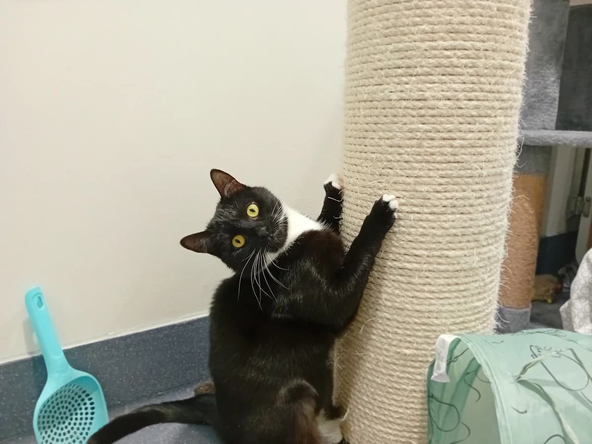 Lemon Drizzle, female mixed breed for adoption at Battersea Dogs & Cats Home, London photo 6