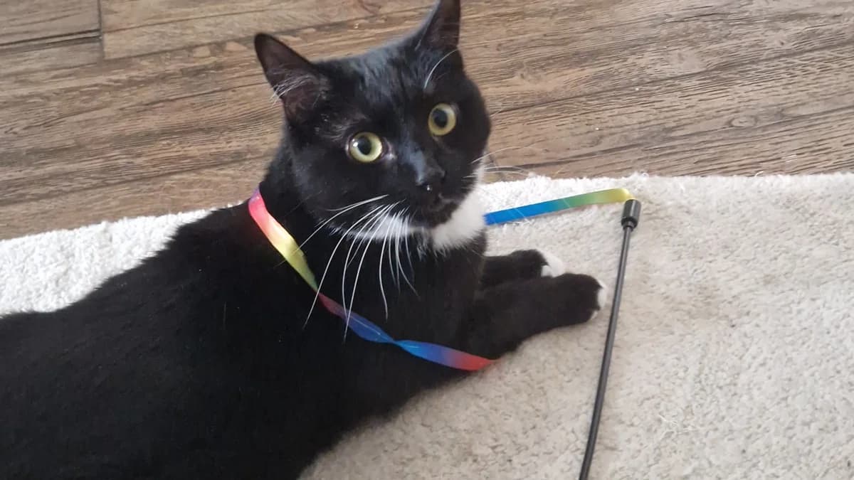 Lemon Drizzle, female mixed breed for adoption at Battersea Dogs & Cats Home, London photo 7