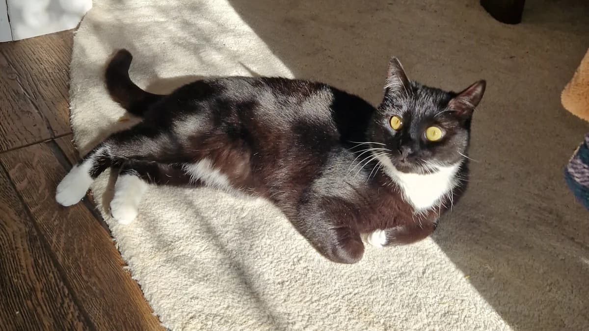 Lemon Drizzle, female mixed breed for adoption at Battersea Dogs & Cats Home, London photo 8