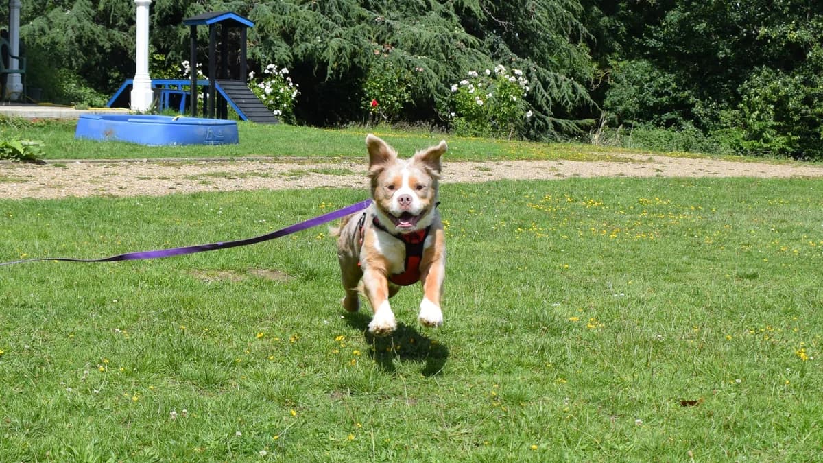 Lenny, male young English Bulldog for adoption at Battersea Dogs & Cats Home, London