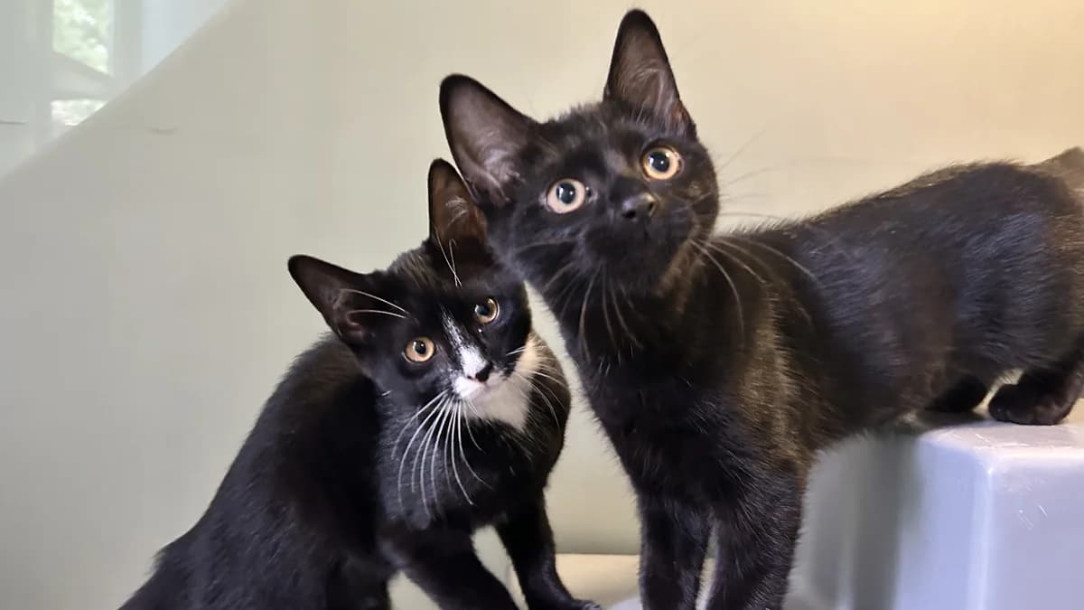 Lenora (and Henry), female puppy mixed breed for adoption at Battersea Dogs & Cats Home, London