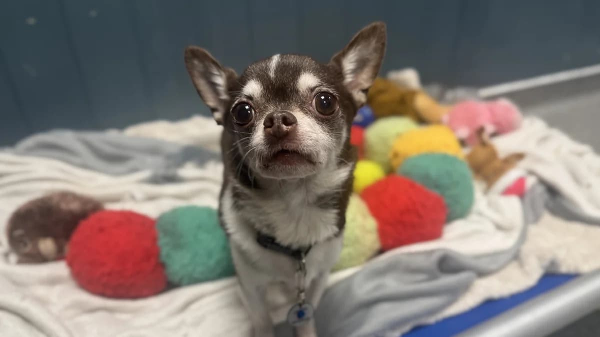 Leo & (Bing), male senior Chihuahua for adoption at Battersea Dogs & Cats Home, London