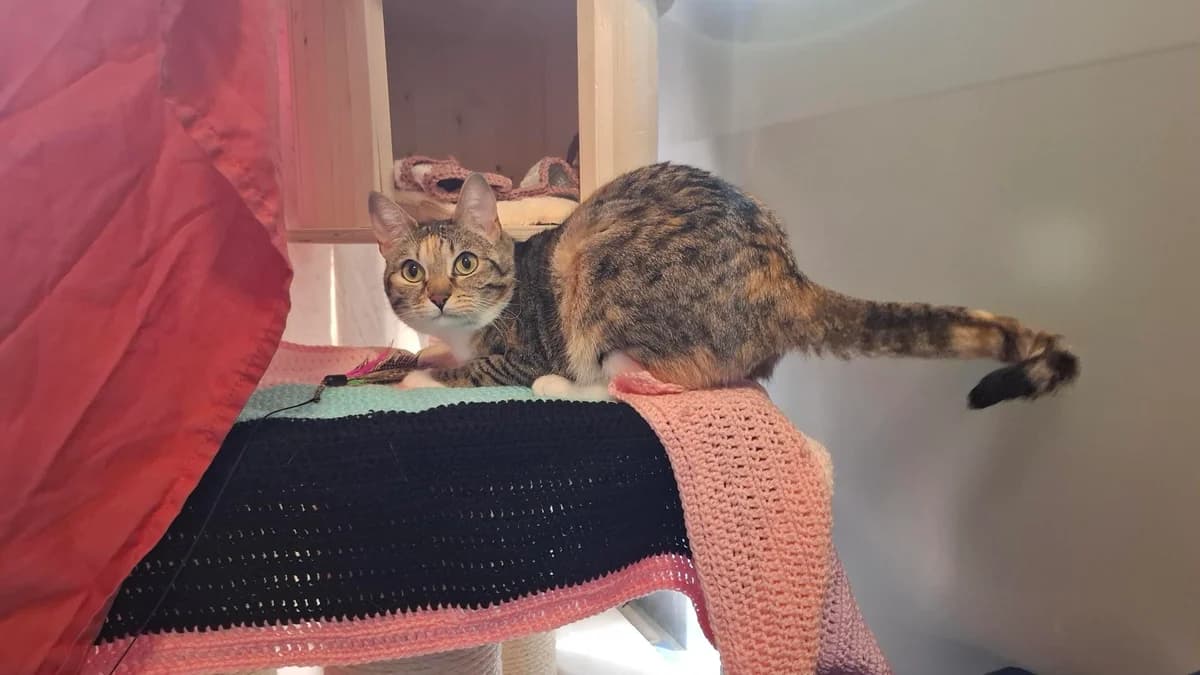 Lexi, female young mixed breed for adoption at Battersea Dogs & Cats Home, London