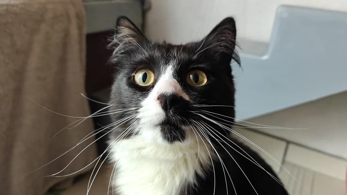 Linguine, male young mixed breed for adoption at Battersea Dogs & Cats Home, London