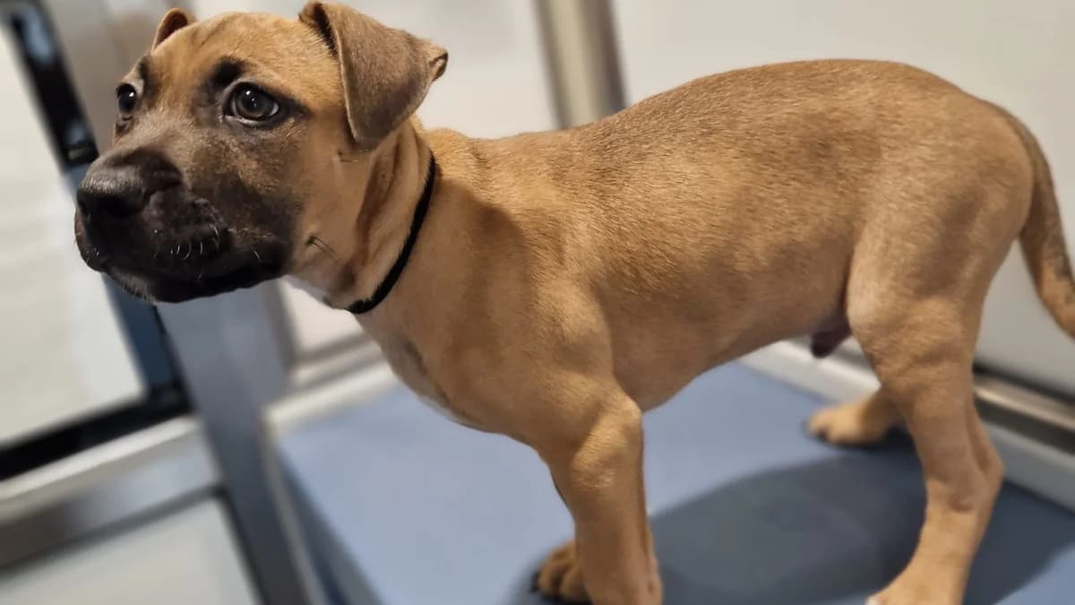 Liora, female puppy Mixed Breed for adoption at Battersea Dogs & Cats Home, London