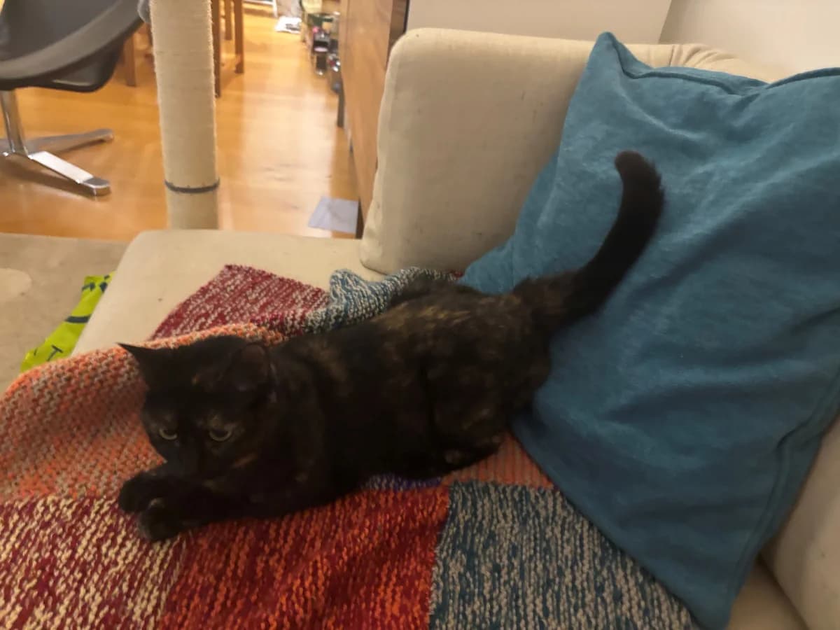 Lizzie, female 4yo mixed breed for adoption at Battersea Dogs & Cats Home, London
