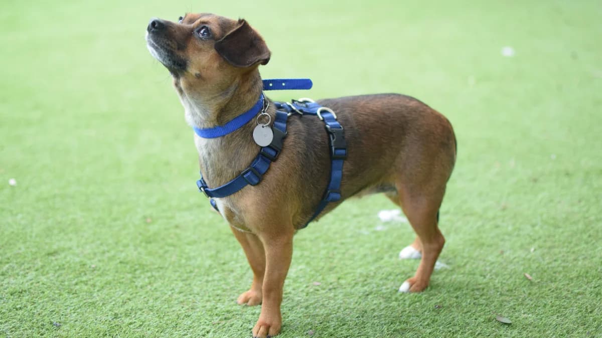 Lola, female young mixed breed for adoption at Battersea Dogs & Cats Home, London