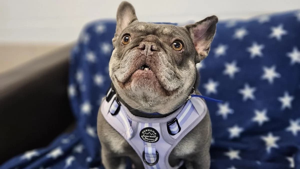 Lola (BBH DOG), female 5yo English Bulldog for adoption at Battersea Dogs & Cats Home, London