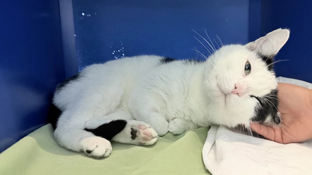 Luca, male young mixed breed for adoption at Battersea Dogs & Cats Home, London