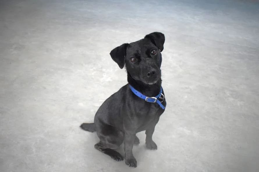 Lucky, female 5yo mixed breed for adoption at Battersea Dogs & Cats Home, London