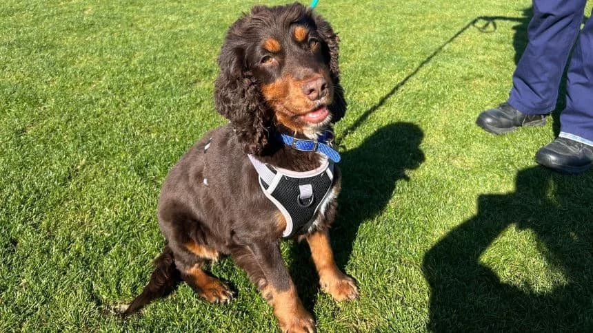 Lula, female puppy Cocker Spaniel for adoption at Battersea Dogs & Cats Home, London