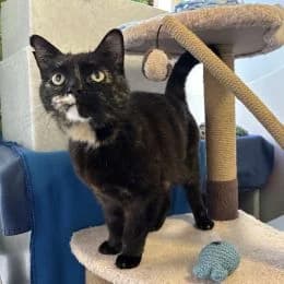 Lulu, female senior mixed breed for adoption at Battersea Dogs & Cats Home, London