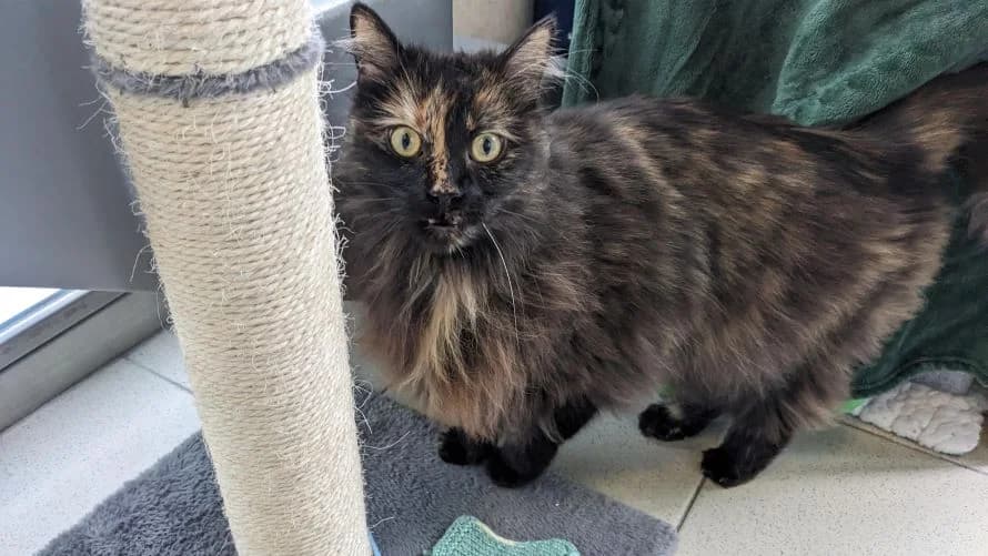 Luna, female mixed breed for adoption at Battersea Dogs & Cats Home, London photo 2