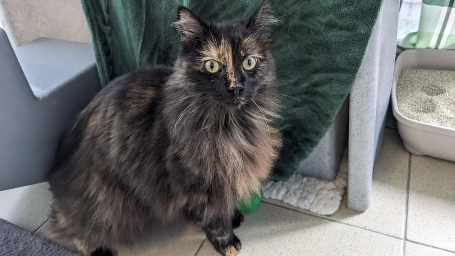 Luna, female mixed breed for adoption at Battersea Dogs & Cats Home, London photo 3