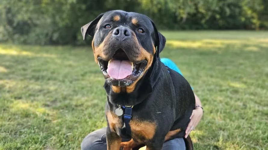 Mac'aroni, male 3yo Rottweiler for adoption at Battersea Dogs & Cats Home, London