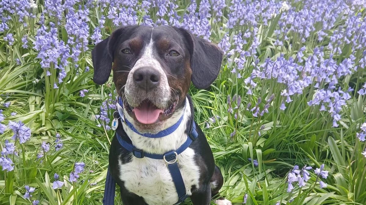 Magnus Harlow, male young mixed breed for adoption at Battersea Dogs & Cats Home, London