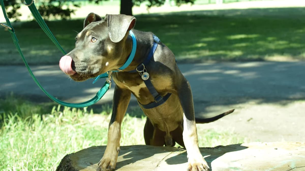 Major, male puppy mixed breed for adoption at Battersea Dogs & Cats Home, London
