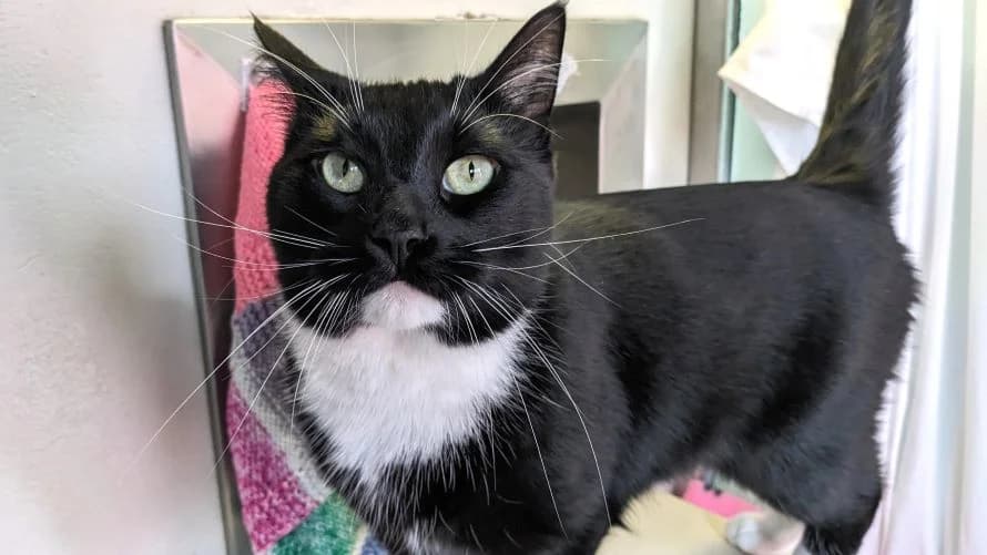 Malikai, male mixed breed for adoption at Battersea Dogs & Cats Home, London