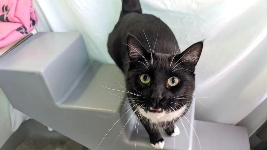 Malikai, male mixed breed for adoption at Battersea Dogs & Cats Home, London — photo 2 of 8