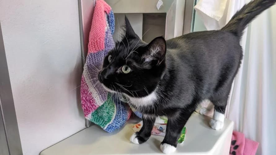 Malikai, male mixed breed for adoption at Battersea Dogs & Cats Home, London — photo 3 of 8