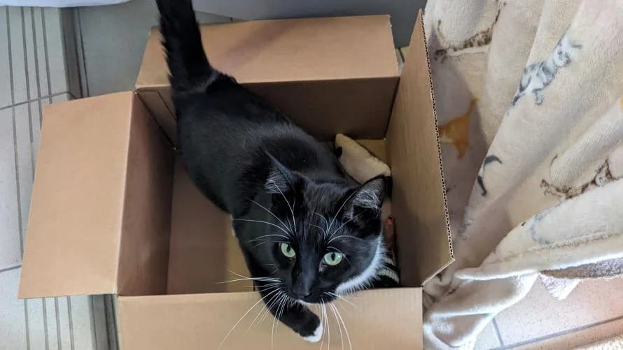 Malikai, male mixed breed for adoption at Battersea Dogs & Cats Home, London — photo 4 of 8