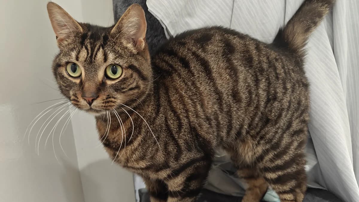 Malteser, male 4yo mixed breed for adoption at Battersea Dogs & Cats Home, London