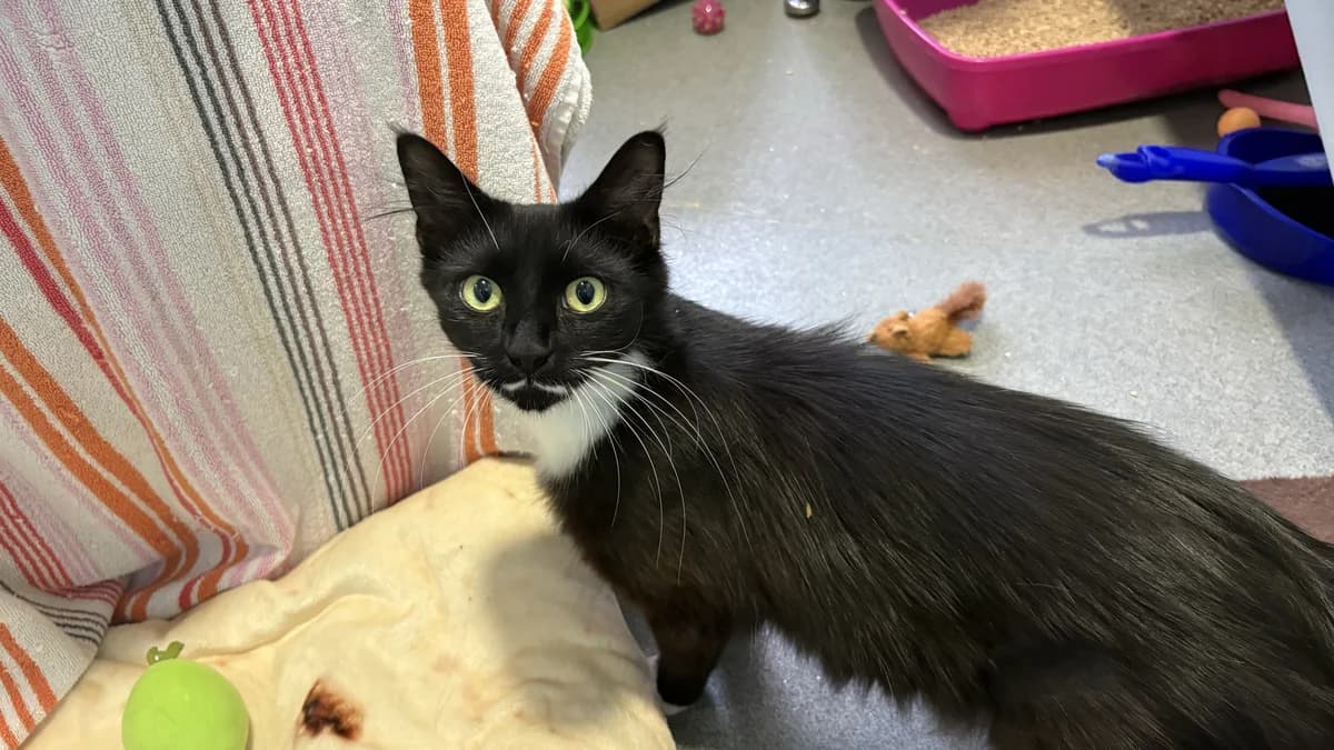 Mama Moustache, female mixed breed for adoption at Battersea Dogs & Cats Home, London