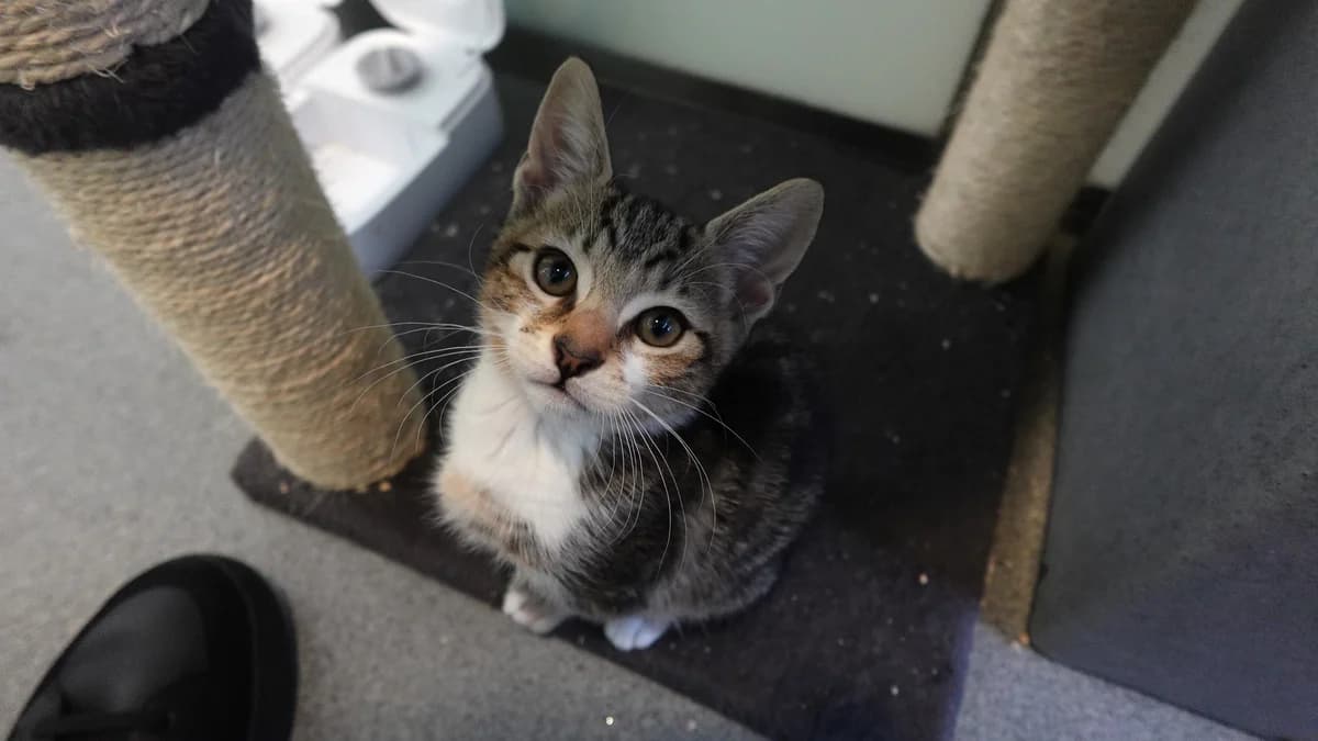 MANGO, male puppy mixed breed for adoption at Battersea Dogs & Cats Home, London
