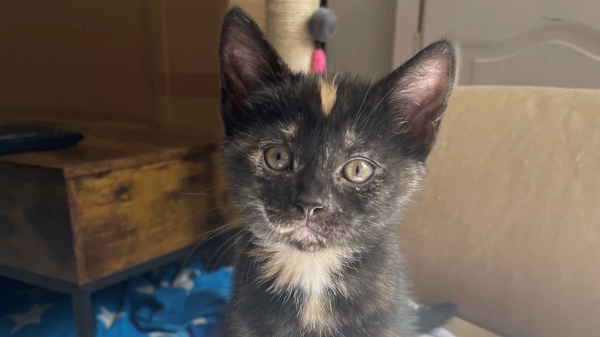 Marble, female puppy mixed breed for adoption at Battersea Dogs & Cats Home, London