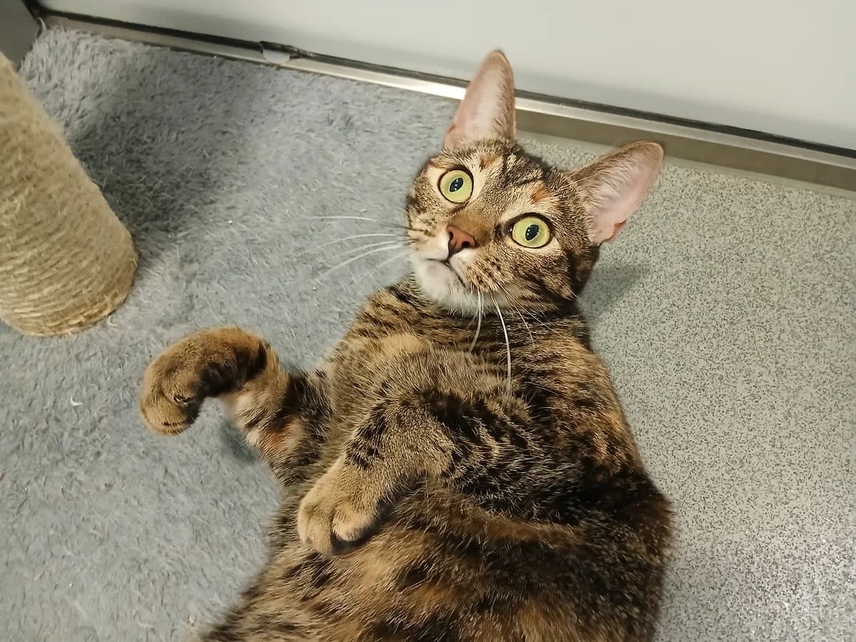 Margot, female 3yo mixed breed for adoption at Battersea Dogs & Cats Home, London
