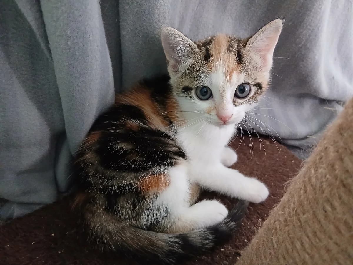 Marlow, female puppy mixed breed for adoption at Battersea Dogs & Cats Home, London