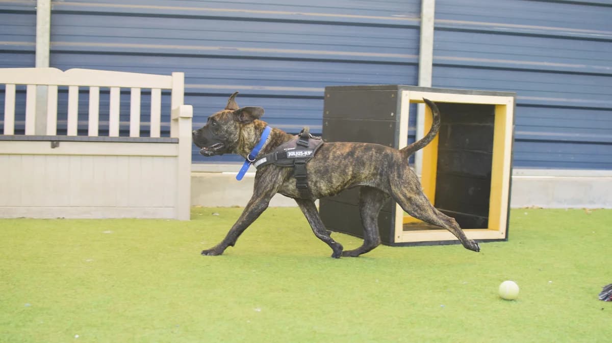 Marmite, female young Presa Canario for adoption at Battersea Dogs & Cats Home, London