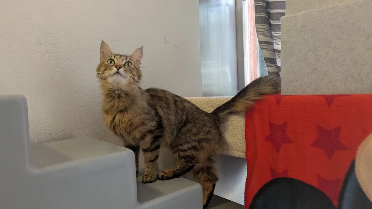 Marsha, female young mixed breed for adoption at Battersea Dogs & Cats Home, London
