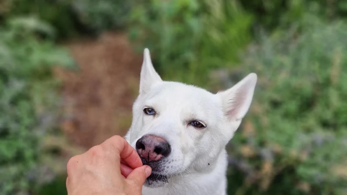 Maymay, female senior Husky for adoption at Battersea Dogs & Cats Home, London